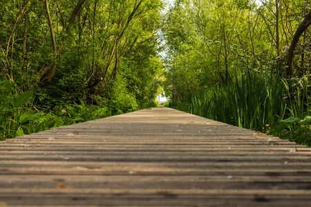 Close up wooden flooring, bridge in park with green trees background, copy spaceの写真素材