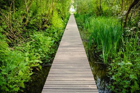 Close up wooden flooring, bridge in park with green trees background, copy spaceの写真素材