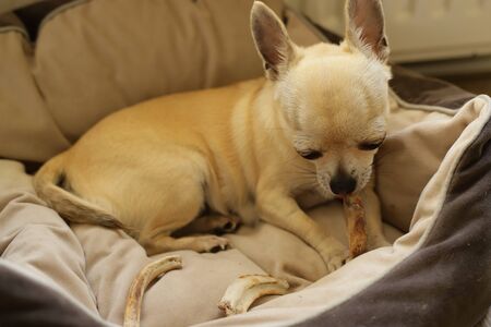 Mini chihuahua dog eating bone, hungry puppyの写真素材
