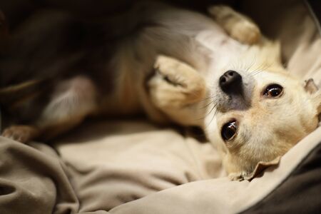 Closeup portrait of small funny beige mini chihuahua dog, puppy laying in dog bed
