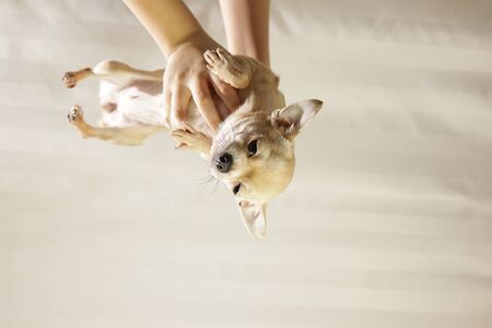 Closeup portrait of small funny beige mini chihuahua dog in hands, puppy, isolated, white backgroundの写真素材