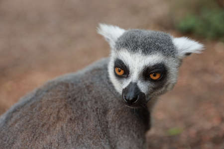 Ring-Tailed Lemur (Lemur catta) in nature, green background, funny wild animal