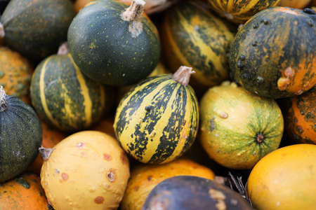 Orange pumpkins close up, Halloween decoration. High quality photo