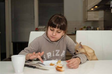 Caucasian girl is eating her dinner at home and hungry mini beige chihuahua dog looking at her food, cute puppy, funny pets, lifestyle funny moment at kitchen . High quality photoの写真素材