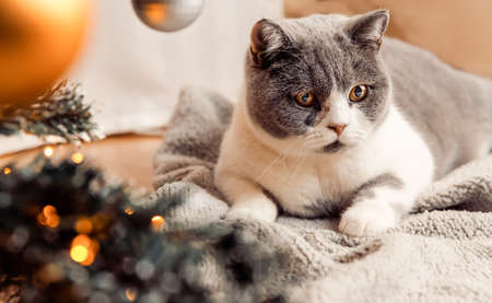 British Shorthair cat laying under the Christmas three, lights, winter time, holidays, new year. High quality photoの写真素材