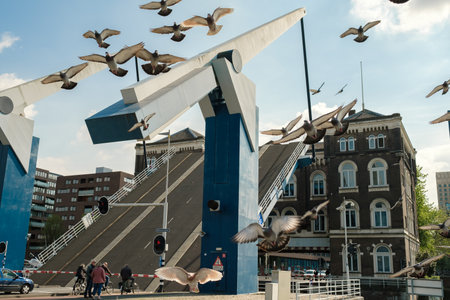 Rotterdam, The Netherlands - December 4, 2020: pigeons in Rotterdam, open bridge, waiting people and...
