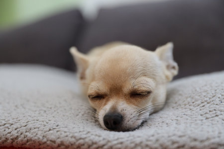 Sleeping dog, closeup portrait of small funny beige mini chihuahua dog, puppyの写真素材