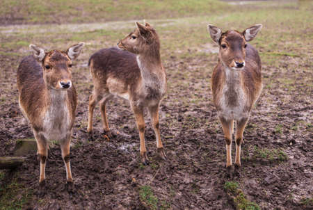 A group of deer standing on top of a grass covered fieldの写真素材