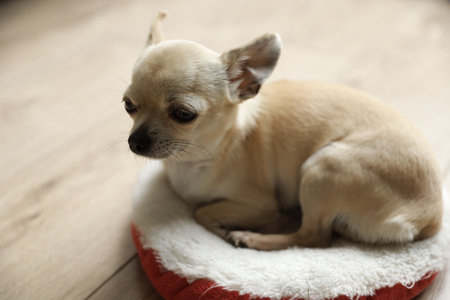 Closeup portrait of small funny beige mini chihuahua dog, puppy, isolated on wooden background, copy spaceの写真素材
