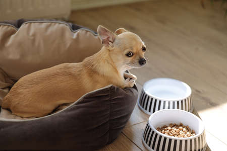 Closeup portrait of small funny beige mini chihuahua dog, puppy laying near plates with dog foodの写真素材