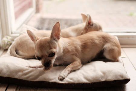 Two cute mini chihuahua dogs, puppies, white background, isolated, close up portrait of pets, funny pets coupleの写真素材