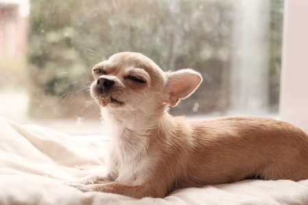 Closeup portrait of small funny beige mini chihuahua dog, puppy.の写真素材
