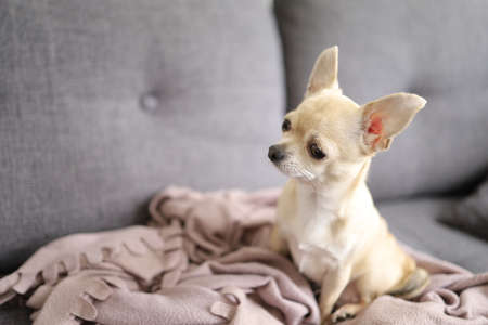 Closeup portrait of small funny beige mini chihuahua dog, puppy, grey backgroundの写真素材