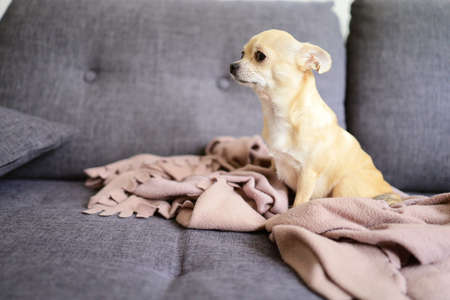 Closeup portrait of small funny beige mini chihuahua dog, puppy, grey backgroundの写真素材