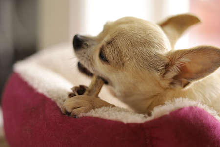 Closeup portrait of small funny beige mini chihuahua dog, puppy eating boneの写真素材