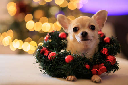 Christmas mini chihuahua dog with xmas decorative wreath, Christmas tree with lights, bokeh backgroundの写真素材