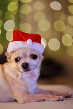 Christmas mini chihuahua dog with xmas red santa claus hat, Christmas tree with lights, bokeh backgroundの写真素材