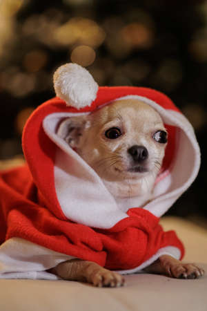 Christmas mini chihuahua dog wearing Santa Claus costume, Christmas tree with lights, bokeh backgroundの写真素材