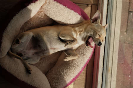 Closeup portrait of small funny beige mini chihuahua dog, puppy laying in her bed enjoying sunの写真素材