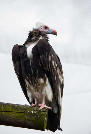 White headed vulture; Trigonoceps Occipitalis; South Africaの写真素材