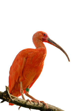 Beautiful red ibis isolated white backgroundの写真素材