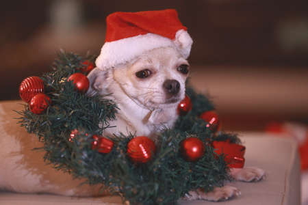 Christmas mini chihuahua dog with xmas decorative wreath, Christmas decorationの写真素材