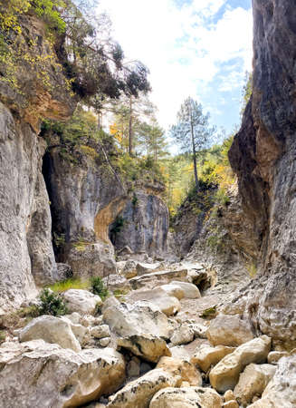 Dry riverbed among the forestの写真素材