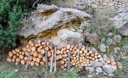 Stumps stacked for winterの写真素材
