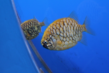 closeup of a fish の写真素材