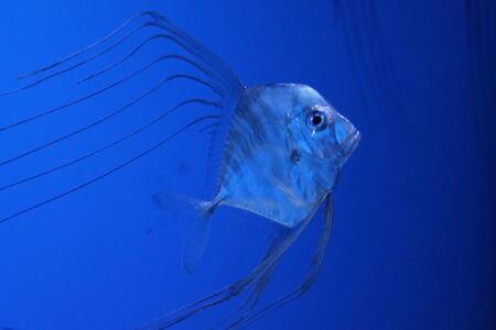 closeup of a fish の写真素材