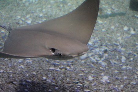 closeup of a stingrayの写真素材