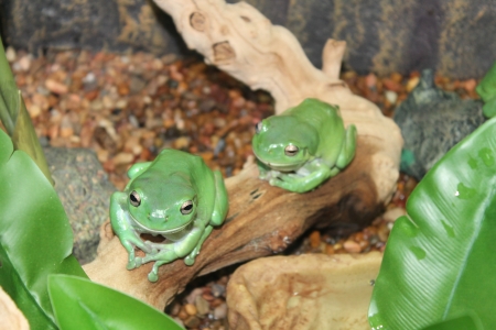 closeup of a frogの写真素材