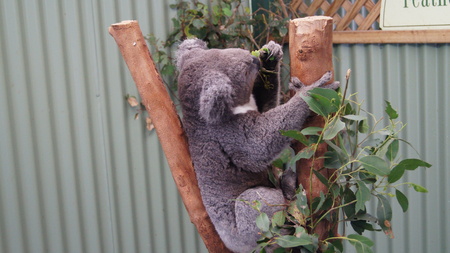 side view of koala の写真素材