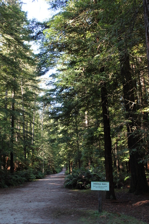 walkway beside tall treesの写真素材