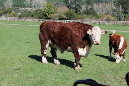 brown colour cows standing on the green fieldの写真素材