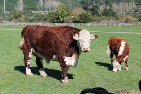 brown colour cows standing on the green fieldの写真素材