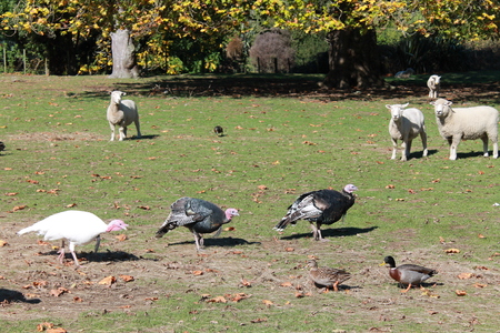 Turkeys and Sheeps at the fieldの写真素材