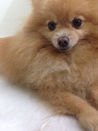 Cute Pomeranian facing to the camera の素材