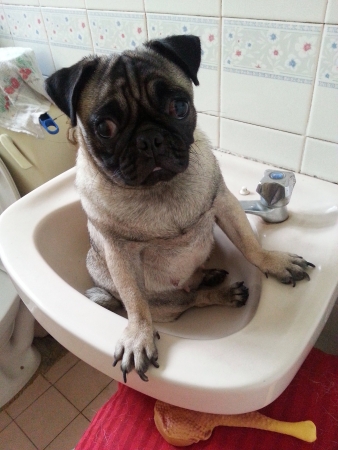 Pug making innocent face in front of camera の素材