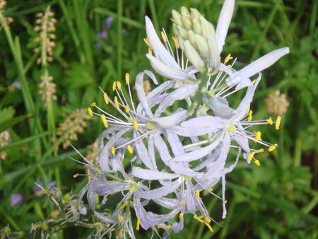 White color flower の素材