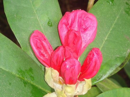 Red color flowerの素材
