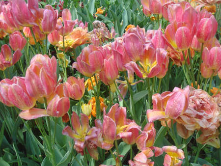 Fresh and colorful flowerの素材