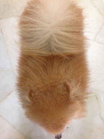 Top view of a Pomeranian の素材