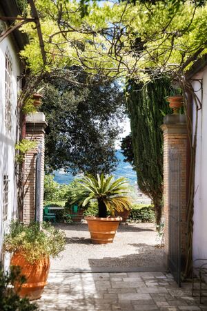 Palm tree in the Italian courtyard. Villa Bordoni.の写真素材