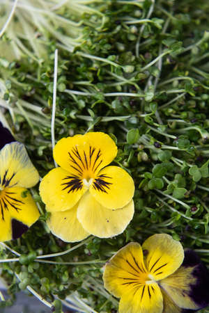 Raw healthy microgreen in a transparent box.