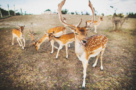 Deer with beautiful antlers shows his tongue.の写真素材