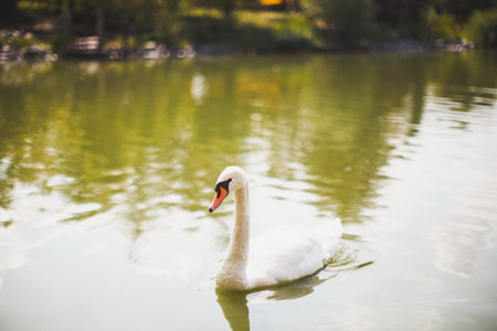 Beautiful white swan swims in the lake.の写真素材