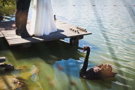 A beautiful black swan swims in the lake near the newlywedsの写真素材
