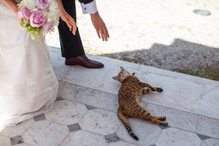 Newlyweds want to pet a cute cat.の写真素材