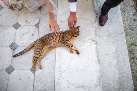 Newlyweds petting a cute and tabby cat.の写真素材
